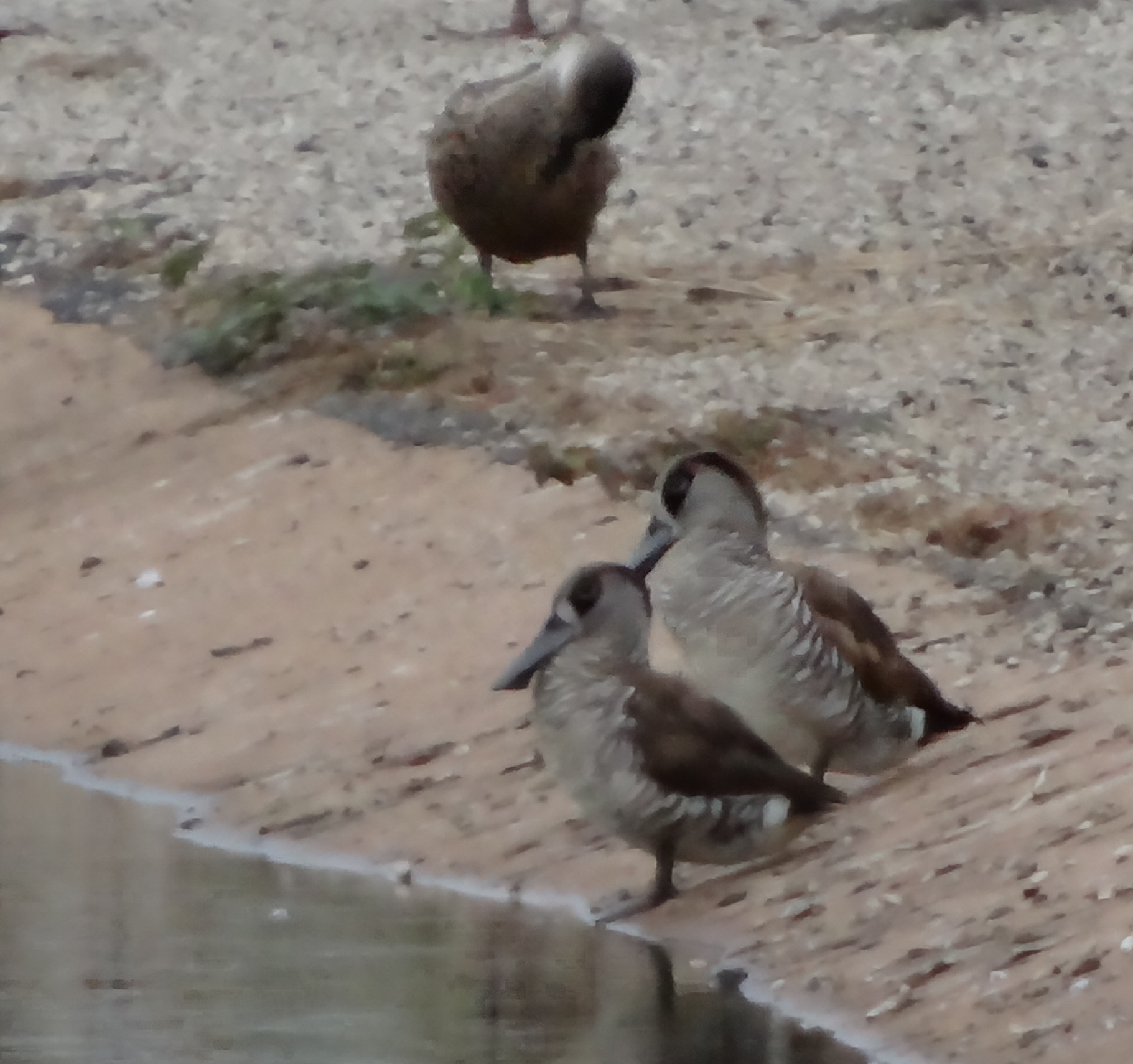 Pink-eared Duck